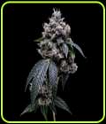 Kosher Chem 78 - Green Bodhi Seeds