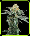 Kosher Cookies - DNA Genetics Seeds