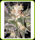 Kosher Creamz - DankHunters Seed Co