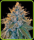 Kosher Kush - DNA Genetics Seeds