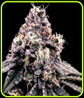 Kosher Pie - DNA Genetics Seeds