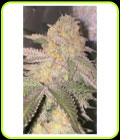 Kosher Pops - DankHunters Seed Co