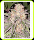 Kosher Soda - DankHunters Seed Co