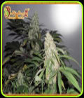 Kripple Roulette - Dr Krippling Seeds