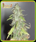 Kripple Shock - Dr Krippling Seeds
