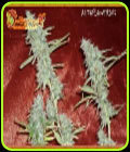 Krippleberry - Dr Krippling Seeds
