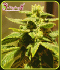Krippling’s Gelato - Dr Krippling Seeds
