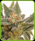 Kritic 70 - Kannabia Seeds