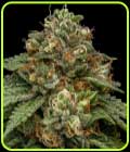Kroma - Ripper Seeds