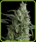 Kryptonite - Pyramid Seeds