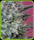 Krystalica - Mandala Seeds