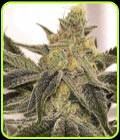 Ksmorz - Prolific Coast Seeds