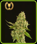 Kuchi - Devil's Harvest Seeds