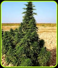 Kundoz - Afghan Selection