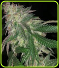 Kuntz - Pheno Finder Seeds