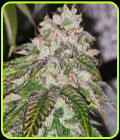 Kuntz 'N Cream - Pheno Finder Seeds