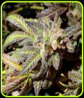 Kush Creams - Holy Smoke Seeds