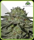 Kush Doctor - Auto Seeds