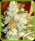 Kush Fromage - Medicann Seeds