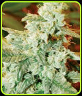 Kush Fromage Auto - Medicann Seeds