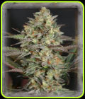 Kush Mass - Garden of Green