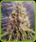 Kush Mass Auto - Garden of Green