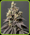 Kush Mints x Peach Ozz - Perfect Tree Seeds
