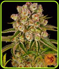 Kush Mintz - Barneys Farm Seeds