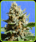 Kush Mintz Fast - Original Sensible Seeds