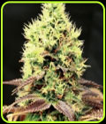 Kush 'N' Cookies CBD - Garden of Green