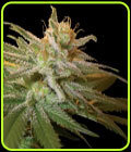 SALE - Kushberry - DNA Genetics - Cannabis Seed Sale Items