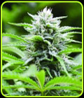 Kushhead 707 - Emerald Triangle Seeds