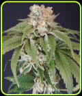Kushi Melon - Karma Genetics