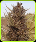 Kushkak - Afghan Selection