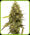 Kyle's Cherry AK - BlimBurn Seeds
