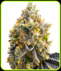 Kyle's Sweet Island - BlimBurn Seeds