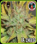 LA Cheese - Big Buddha Seeds