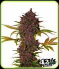 LSD-25 - FastBuds