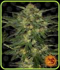 LSD - Barneys Farm Seeds