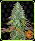LSD Auto - Barneys Farm Seeds