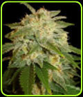 La Bella Afrodita - Delicious Seeds