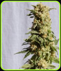 La Blanca - Kannabia Seeds