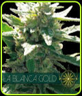SALE - La Blanca Gold - Vision Seeds - Cannabis Seed Sale Items