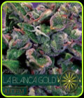 La Blanca Gold Auto - Vision Seeds