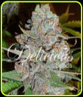 La Diva - Delicious Seeds