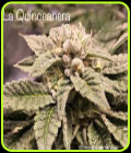 La Quinceanera - Cannarado Genetics