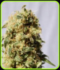 La Reina De Africa - Kannabia Seeds