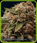 Lambs Breath x AK 49 - Vision Seeds