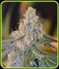 Lands End - Norstar Genetics