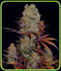 Landysh - VIP Seeds